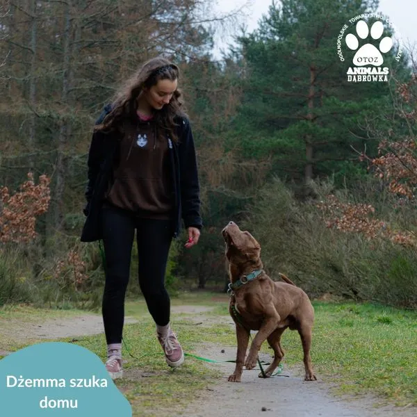 Pies do adopcji, Dąbrówka, 27 marca 2024 (3/5)