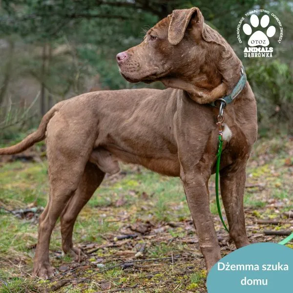 Pies do adopcji, Dąbrówka, 27 marca 2024 (4/5)