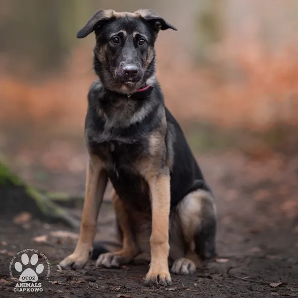 Pies do adopcji, Gdynia, 27 marca 2024 (2/5)