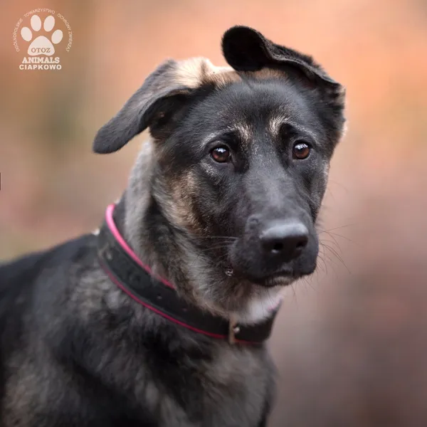 Pies do adopcji, Gdynia, 27 marca 2024 (4/5)
