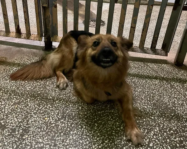 Pies do adopcji, Włocławek, 27 marca 2024 (2/2)