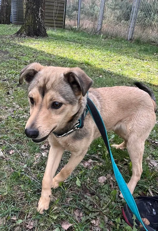 Pies do adopcji, Włocławek, 27 marca 2024 (2/3)