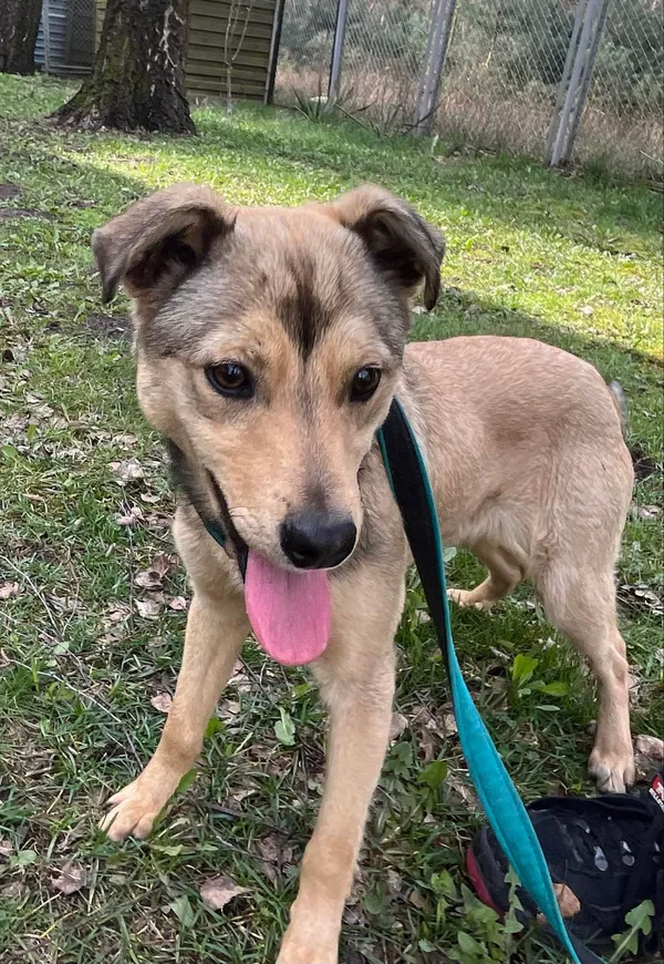 Pies do adopcji, Włocławek, 27 marca 2024 (3/3)