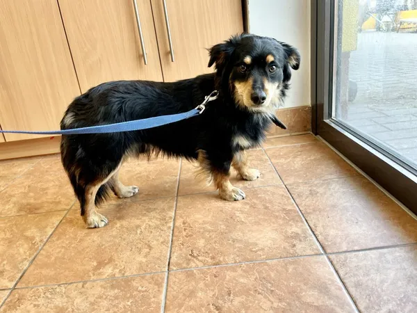 Znaleziono psa, Puławy, 28 marca 2024