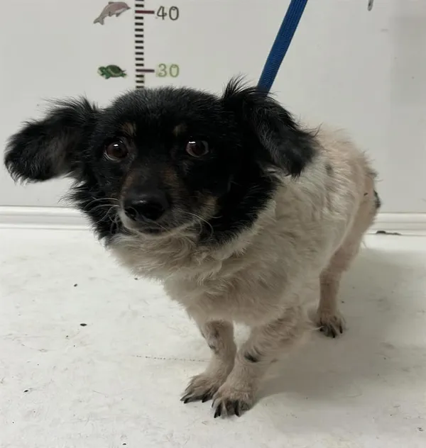 Pies do adopcji, Bytom, 28 marca 2024 (1/2)