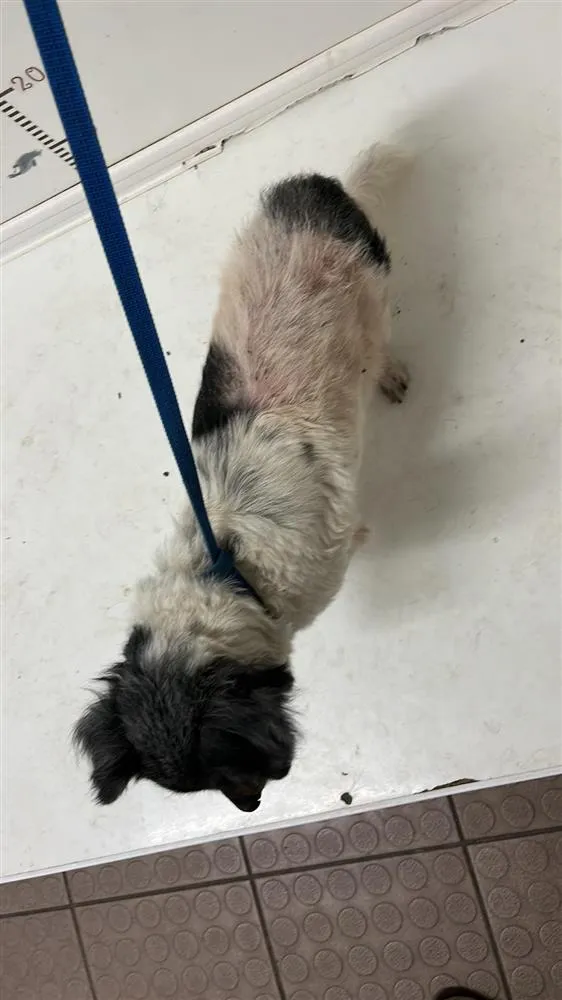 Pies do adopcji, Bytom, 28 marca 2024 (2/2)