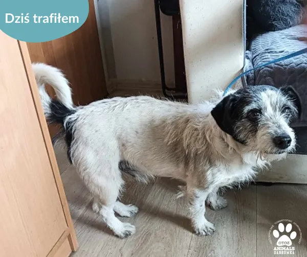 Pies do adopcji, Dąbrówka, 28 marca 2024 (2/2)