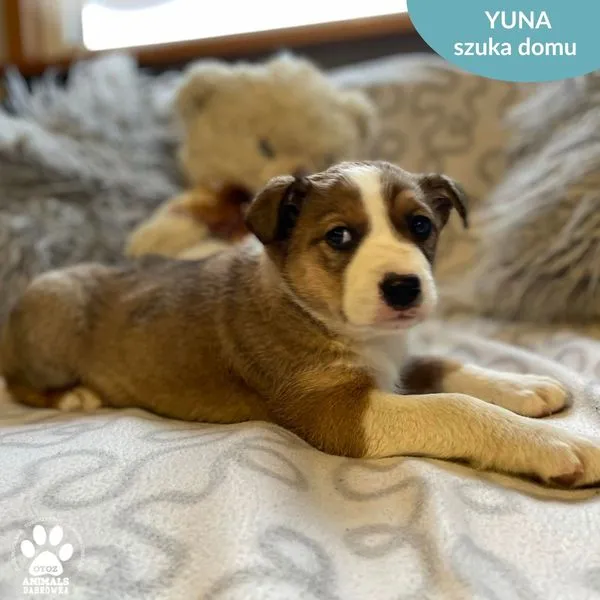 Pies do adopcji, Dąbrówka, 28 marca 2024 (2/4)