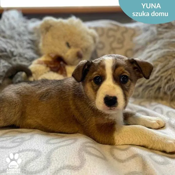 Pies do adopcji, Dąbrówka, 28 marca 2024 (3/4)