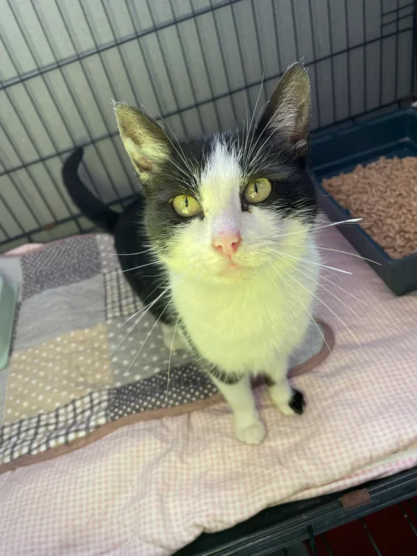 Kot do adopcji, Kielce, 28 marca 2024