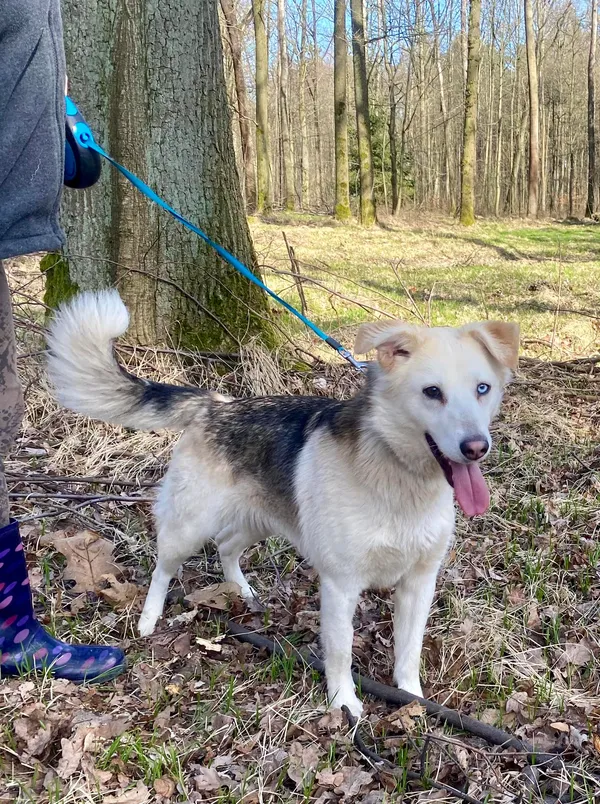 Pies do adopcji, gmina Platerówka, 28 marca 2024 (4/4)