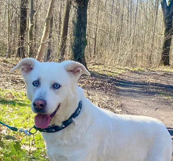 Pies do adopcji, gmina Platerówka, 28 marca 2024 (1/4)