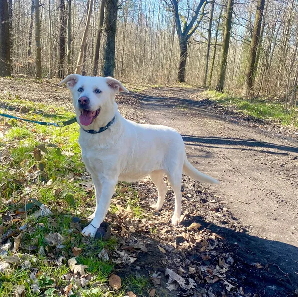 Pies do adopcji, gmina Platerówka, 28 marca 2024 (2/4)