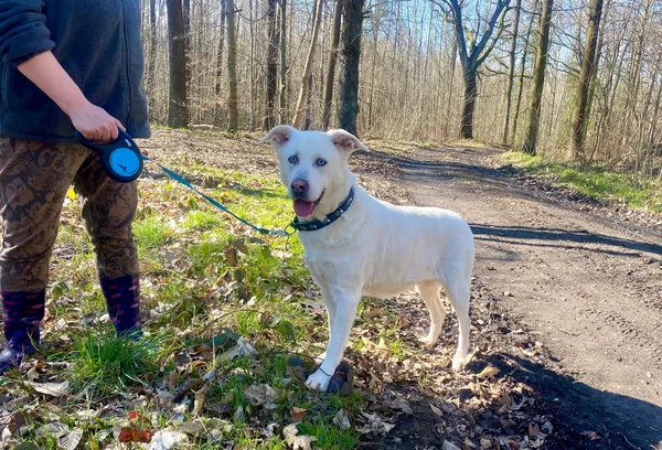 Pies do adopcji, gmina Platerówka, 28 marca 2024 (4/4)