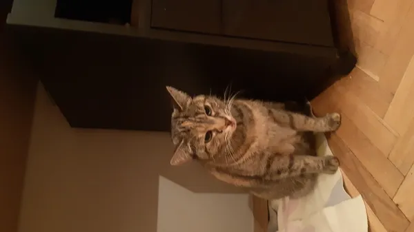 Znaleziono kota, Łódź, 28 marca 2024