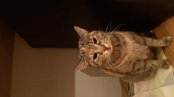 Znaleziono kota, Łódź, 28 marca 2024