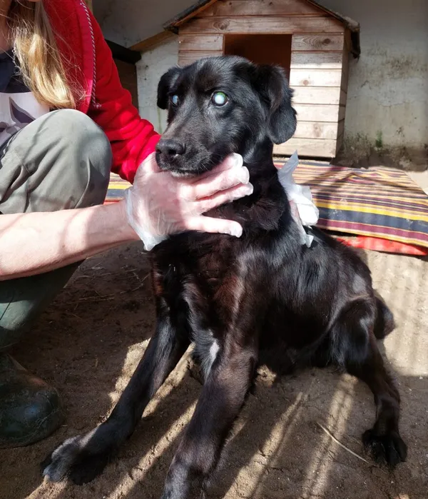 Pies do adopcji, Przyborówko, 20 maja 2025 (2/5)