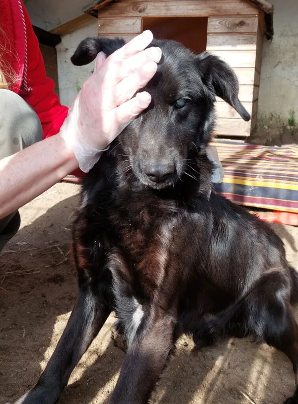 Pies do adopcji, Przyborówko, 20 maja 2025 (3/5)