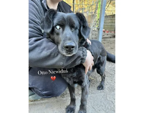 Pies do adopcji, Przyborówko, 20 maja 2025 (5/5)