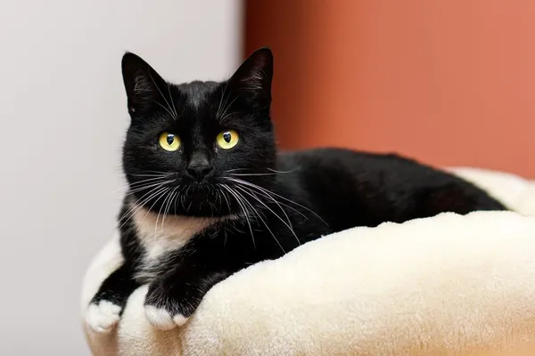 Kot do adopcji, Elbląg, 26 marca 2024 (1/5)