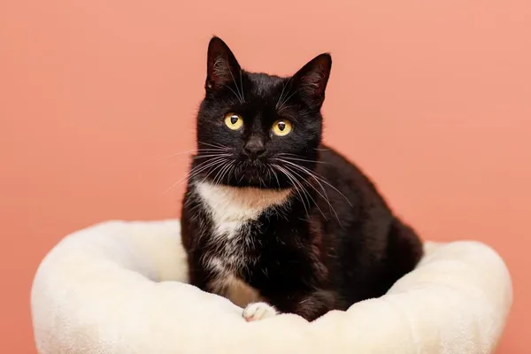 Kot do adopcji, Elbląg, 26 marca 2024 (2/5)