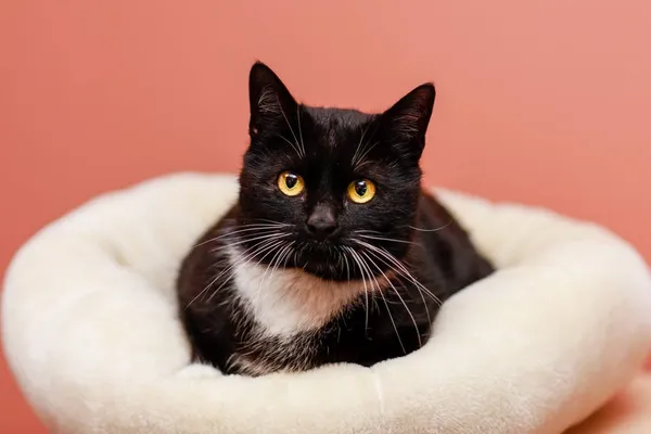 Kot do adopcji, Elbląg, 26 marca 2024 (3/5)