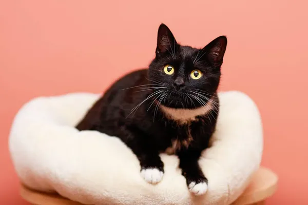 Kot do adopcji, Elbląg, 26 marca 2024 (4/5)