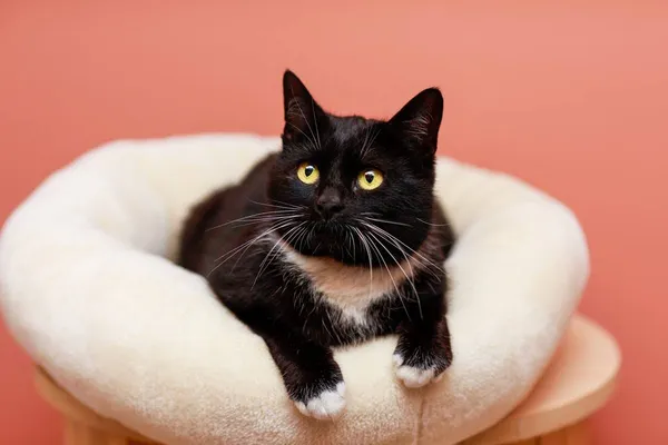 Kot do adopcji, Elbląg, 26 marca 2024 (5/5)