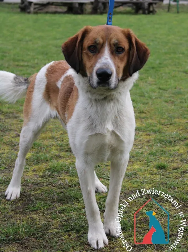 Pies do adopcji, Węgrowo, 27 marca 2024