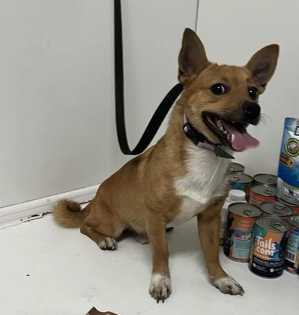 Pies do adopcji, Bytom, 29 marca 2024