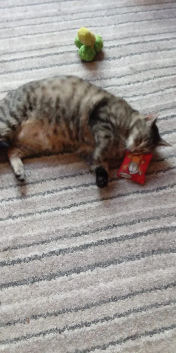 Znaleziono kota, Łódź, 29 marca 2024