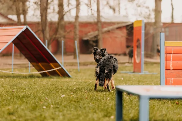 Pies do adopcji, Czartki, 29 marca 2024 (1/5)