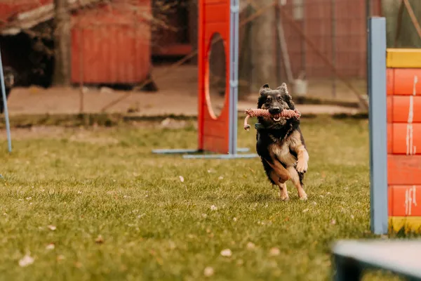 Pies do adopcji, Czartki, 29 marca 2024 (2/5)