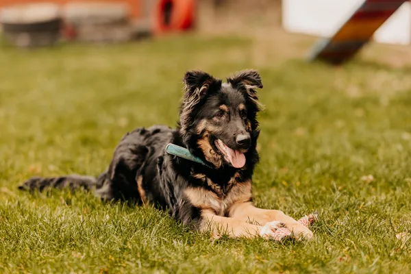 Pies do adopcji, Czartki, 29 marca 2024 (4/5)