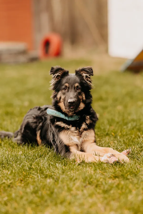 Pies do adopcji, Czartki, 29 marca 2024 (5/5)