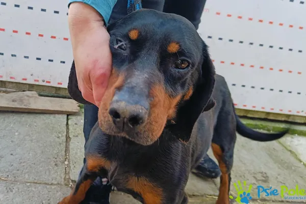 Pies do adopcji, Racławice, 25 marca 2024 (1/5)