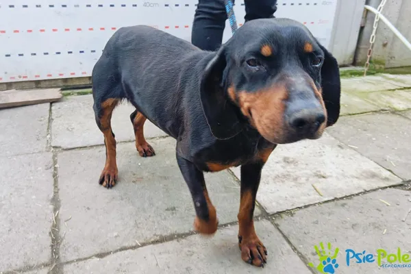 Pies do adopcji, Racławice, 25 marca 2024 (2/5)