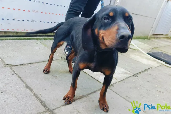 Pies do adopcji, Racławice, 25 marca 2024 (3/5)