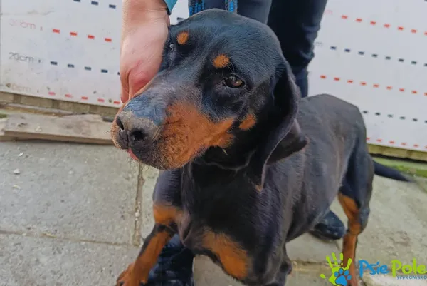 Pies do adopcji, Racławice, 25 marca 2024 (5/5)