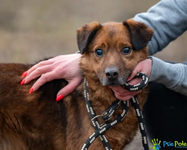 Pies do adopcji, Racławice, 28 marca 2024 (5/5)