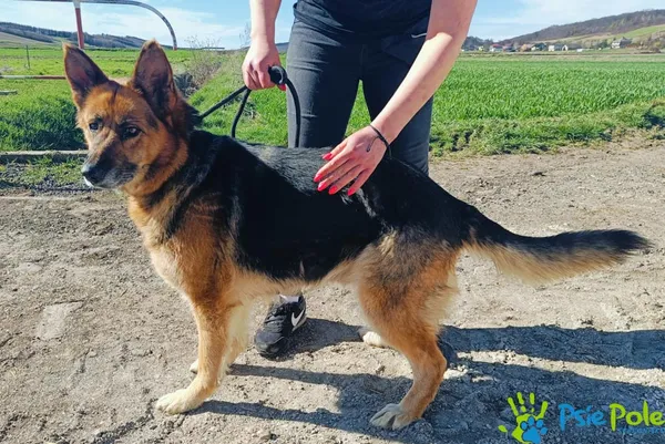 Pies do adopcji, Racławice, 28 marca 2024 (1/3)