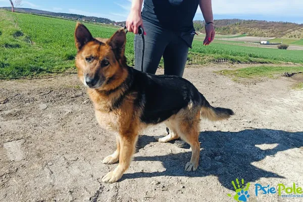 Pies do adopcji, Racławice, 28 marca 2024 (2/3)