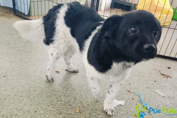 Pies do adopcji, Racławice, 14 kwietnia 2024 (1/5)