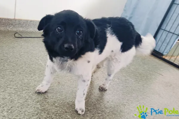 Pies do adopcji, Racławice, 14 kwietnia 2024 (2/5)