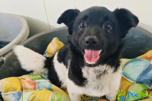 Pies do adopcji, Racławice, 14 kwietnia 2024 (3/5)