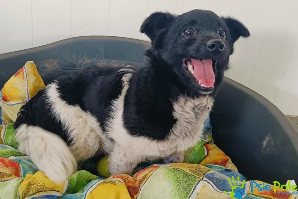 Pies do adopcji, Racławice, 14 kwietnia 2024 (4/5)