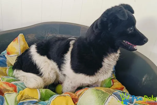 Pies do adopcji, Racławice, 14 kwietnia 2024 (5/5)