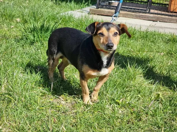 Pies do adopcji, Ropczyce, 29 marca 2024