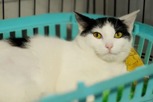 Znaleziono kota, Sosnowiec, 29 marca 2024 (4/4)