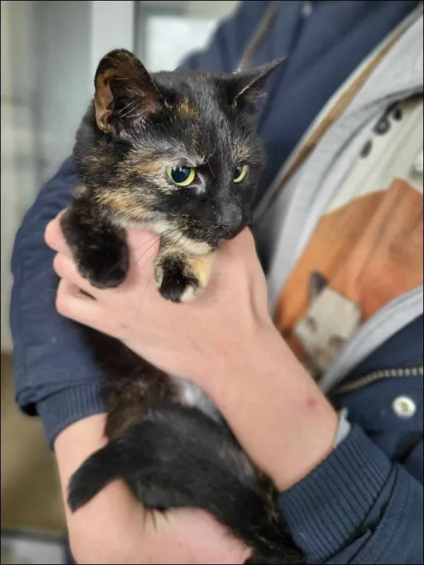 Znaleziono kota, Grudziądz, 29 marca 2024